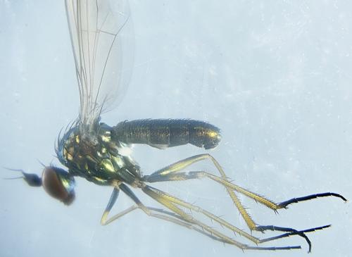 Réf. 316 986 : Syntormon denticulatum